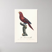 Toile Le Lori ecaille / Lory à rayures bleues (Recto)