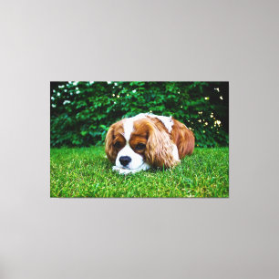 Toile Le roi Cavalier Charles Spaniel Blenheim en herbe