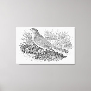 Toile Le rossignol