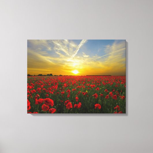 Toile le spectaculaire pavot rouge (Recto)