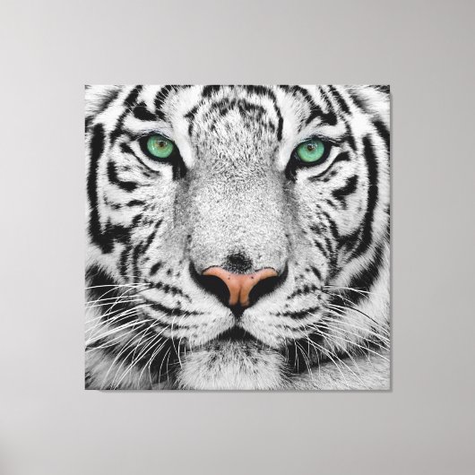 TOILE LE TIGRE BLANC EST CONFRONTÉ À UN GROUPE (Recto)