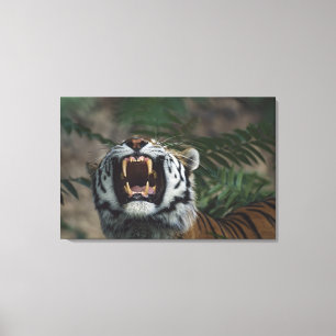 Toile Le tigre sibérien (Panthera Tigre) découvre des