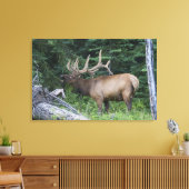 Toile Le wapiti à la broche dans le parc national Banff, (Insitu(Salon))