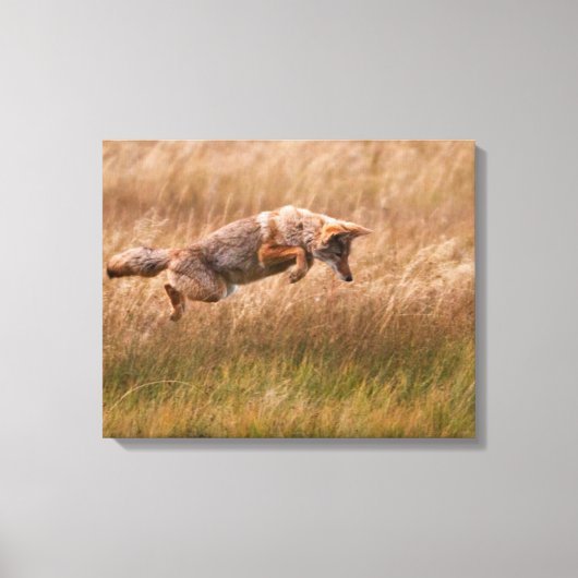 Toile Leapage de coyote - Gibbon Meadows (Recto)
