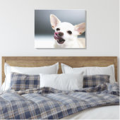 Toile Lécher les lèvres blanches du Chihuahua (Insitu(Chambre))