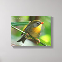 Leiothrix coloré / Pekin Robin Songbird