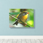 Toile Leiothrix coloré / Pekin Robin Songbird (Insitu (Plancher de Bois))