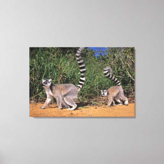 Toile Lémuriens à queue annelée (Lemur Catta), Berenty (Recto)