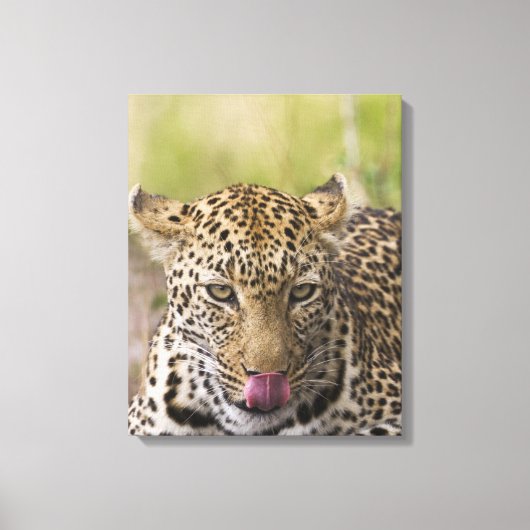 Toile Leopard (Recto)