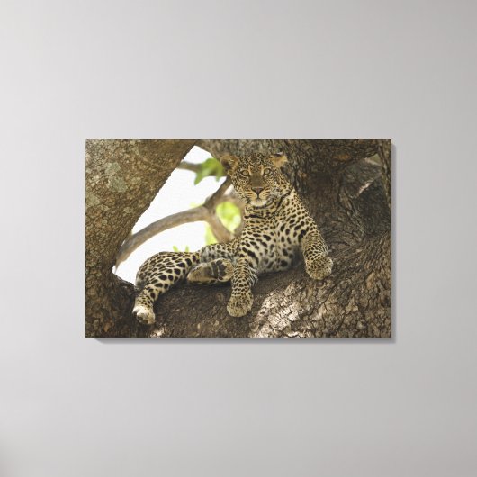 Toile Léopard africain, Panthera pardus (Recto)