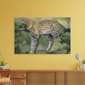 Toile Léopard, (Panthera pardus), Kenya, Masai Mara (Insitu(Salon))