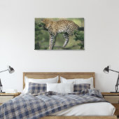 Toile Léopard, (Panthera pardus), Kenya, Masai Mara (Insitu(Chambre))