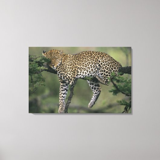 Toile Léopard, (Panthera pardus), Kenya, Masai Mara (Recto)
