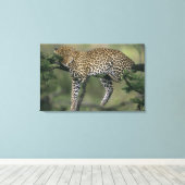Toile Léopard, (Panthera pardus), Kenya, Masai Mara (Insitu (Plancher de Bois))