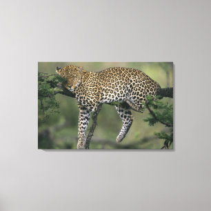 Toile Léopard, (Panthera pardus), Kenya, Masai Mara