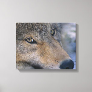 Toile Les amateurs de loups gris