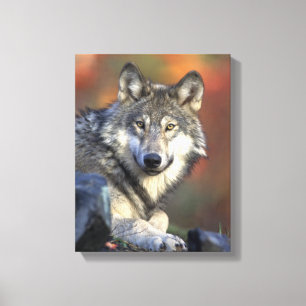 Toile Les amateurs de loups gris