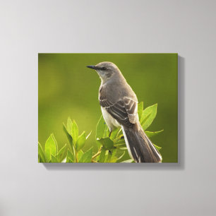Toile Les amateurs d'oiseaux de Mockingbird