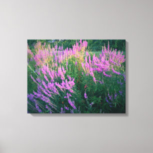 TOILE LES BOUTEILLES FAVORISENT LA LOOSESTRIFE POURPULAI