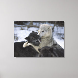Toile Les Etats-Unis, Montana, loups jouant dans la