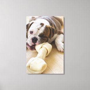 Toile Les Etats-Unis, New Jersey, Jersey City, chiot