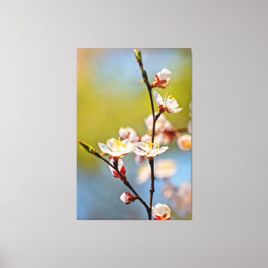 Toile Les fleurs japonaises d'abricot (Recto)