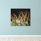 Toile Les graines de Cocklebur (Xanthium) utilisent des  (Insitu (Plancher de Bois))