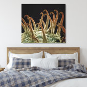 Toile Les graines de Cocklebur (Xanthium) utilisent des  (Insitu(Chambre))