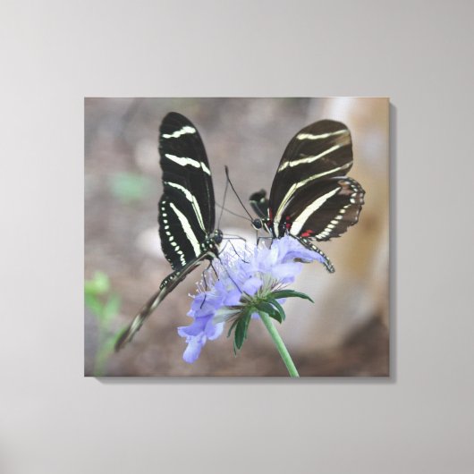 Toile Les papillons Zebra ! (Recto)