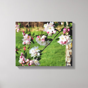 Toile Les Premières Fleurs Rose Et Blanc Du Printemps