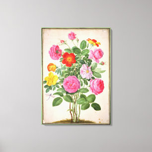 Toile Les roses, plaquent 4 du Florilegium de Nassau (la