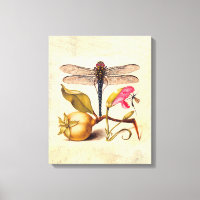 Libellule Botanique Nature Faune Hoefnagel Art