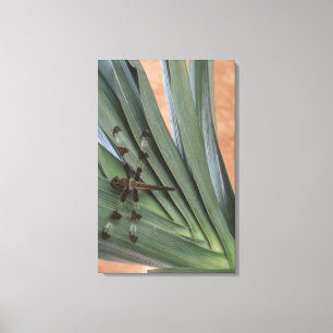 Toile Libellule sur le plante