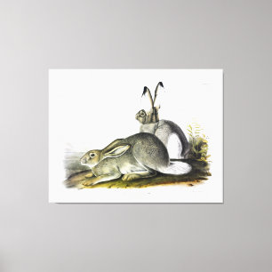 Toile Lièvre des Rocheuses ou lapin à queue blanche
