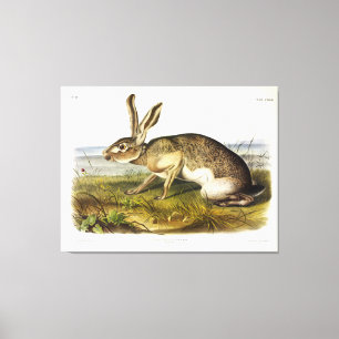 Toile Lièvre texan, Jack lapin à queue noire par Audubon