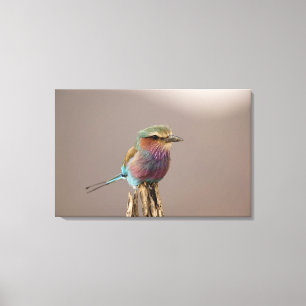 Toile Lilac à la poitrine Roller, Coracias caudata, Samb