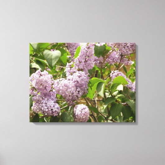 Toile Lilac Bush Belles fleurs de printemps violettes (Recto)