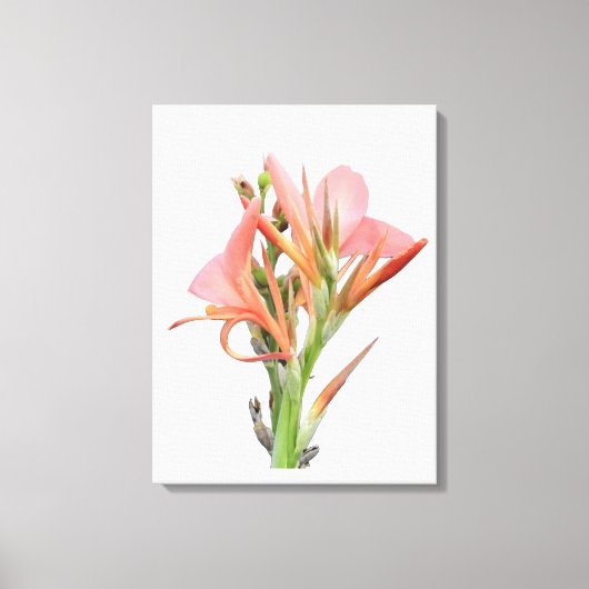 Toile Lily (Recto)