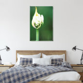 Toile Lily africaine, Praecox d'Agapanthus, Cap (Insitu(Chambre))