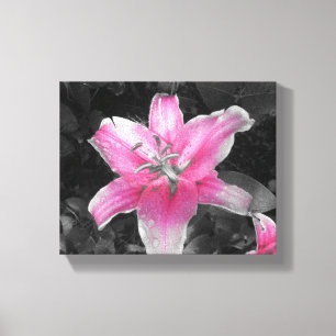 Toile Lily rose