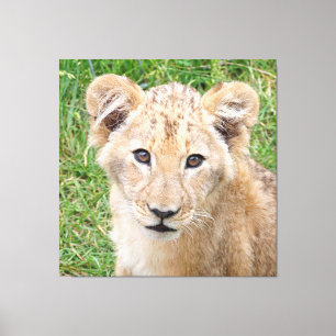 Toile Lion