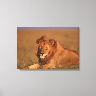 Toile Lion