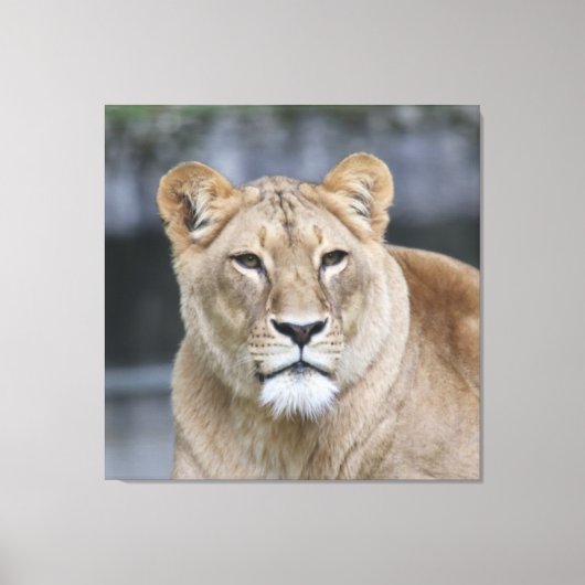 Toile Lion 004 (Recto)