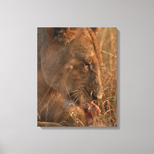 Toile Lion 12 (Recto)