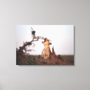 Toile Lion 7