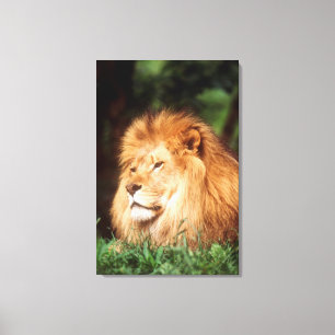 Toile Lion adulte mâle