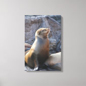 Toile Lion de mer (Recto)