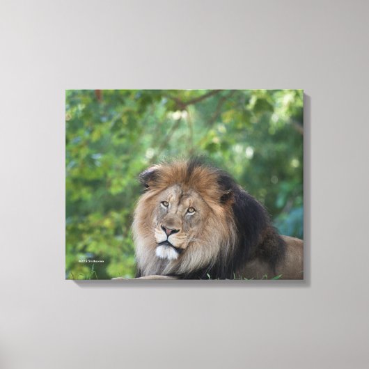 Toile Lion Lounge dans une forêt (Recto)