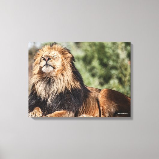 Toile Lion mâle bronzage (Recto)