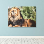 Toile Lion mâle bronzage (Insitu (Plancher de Bois))